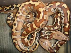 geschl�pften Babys