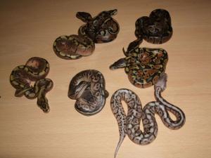 Alle zusammen,2 wildfarbene, 2 Spider, 1 Pastel, 1 Pewter, 1 Pewter Bee