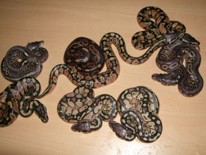 1 Cinnamon,2 Pewter,2 Pastel,1 Super Pastel, 2 Butter Pastel
