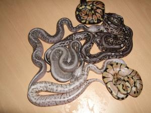 2.0 Pewter, 0.1 Pastel, 0.1 Bumblebee, 0.2 Sterling Pastel, 0.1 Sterling Bee :-)