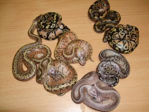 1.0 Pastel, 3.0 Lemon Blast, 0.1 Pewter Blast, 0.1 Pewter, 0.1 Pastel, 0.1 nominat