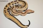 1.0 007 (Golden eye/Matrix) 100% het T pos. Albino Nz.24   AS-24-59 Reserviert