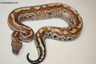 1.0 Brongersmai 100% het T pos. Albino Nz.24  AS-24-55