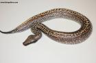 0.1 Batik 66% het T neg.Albino Nz.24  AS-24-35