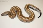 0.1 Brongersmai 100% het T neg.Lavender Albino Nz.24  AS-24 74