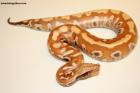 0.1 T+Albino Brongersmai Nz.25 AS-25-51