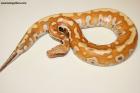 1.0 T+Albino Brongersmai Nz.25 AS-25-57