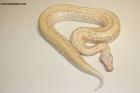 0.1 Batrix T neg.Albino Nz.25 AS-25-40