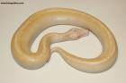 0.1 T neg.Albino Ivory Nz.25 AS-25-24