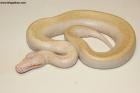 0.1 Ivory/Batik/T neg. Albino Nz.25 AS-25-35