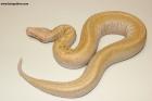 0.1 Ivory T neg. Albino Nz.25 AS-25-32