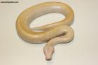 1.0 Ivory/Batik/T neg. Albino Nz.25 AS-25-29