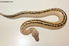 1.0 Ivory 100% het T neg. Albino Nz.25 AS-25-40