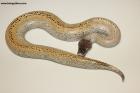 1.0 Ivory/Batik/66% het T neg. Albino Nz.25 AS-25-25 
