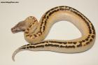 1.0 Ivory 100% het T neg. Albino Nz.25 AS-25-42