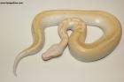 1.0 Ivory T neg. Albino Nz.25 AS-25-36