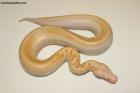 1.0 Ivory T neg. Albino Nz.25 AS-25-44