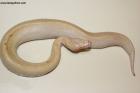0.1 Ivory/Batik/T neg. Albino Nz.25 AS-25-33