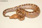 0.1 Breitensteini Sunset T+Albino Nz.26 AS-26-20 Reserviert
