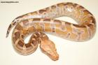 0.1 Breitensteini Sunset T+Albino Nz.26 AS-26-21