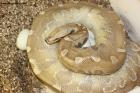 Breitensteini Sunset T+Albino Weibchen mit Gelege