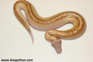 Genetic stripe Ivory 