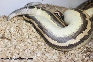 Paarung Genetic stripe Ivory X Genetic stripe Ivory