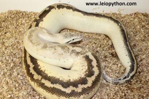 Genetic stripe Ivory