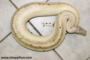 0.1 Patternless Ivory poss het T+Albino