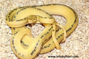 Yellow Tiger Mnnchen