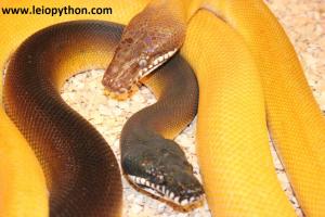 T+Albino und 100% het Albino