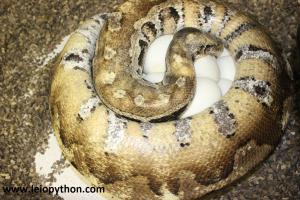 Paradox 100% het Tneg.Lavender Albino Weibchen mit Gelege