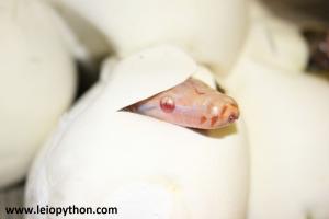 T neg. Lavender Albino