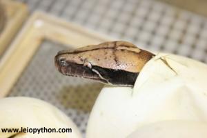  poss.het T neg. Lavender Albino 