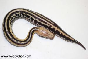 crazy Genetik stripe Matrix