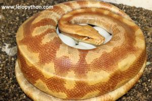 T+Albino Weibchen mit Gelege