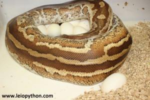 Matrix super stripe Weibchen mit Gelege