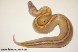 Genetik stripe Ivory