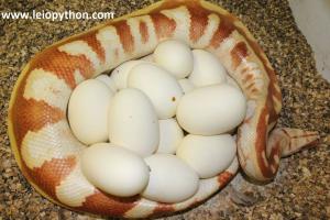 T neg. Albino Weibchen mit Gelege