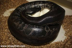 Curtus Weibchen mit Gelege