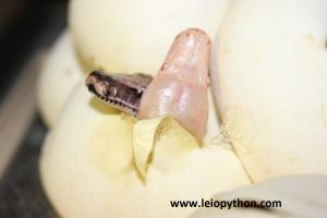 Zwillinge :-) Ein T neg. Lavender Albino und ein 66% poss. het Lavender Albino in einem Ei